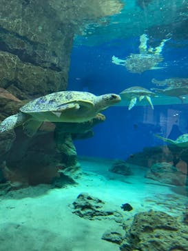 名古屋港水族館に投稿された画像（2022/11/26）