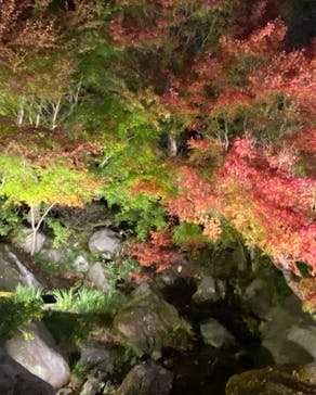 国営昭和記念公園 秋の夜散歩に投稿された画像（2022/11/26）