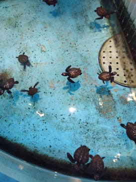 串本海中公園水族館に投稿された画像（2022/11/26）