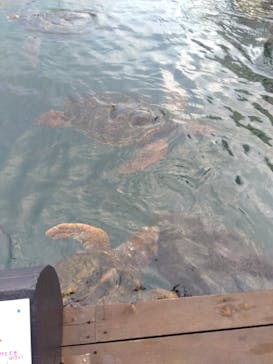 串本海中公園水族館に投稿された画像（2022/11/26）