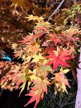 国営昭和記念公園 秋の夜散歩に投稿された画像（2022/11/27）