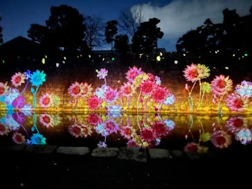 NAKED FLOWERS 2022 秋 世界遺産・二条城に投稿された画像（2022/11/27）