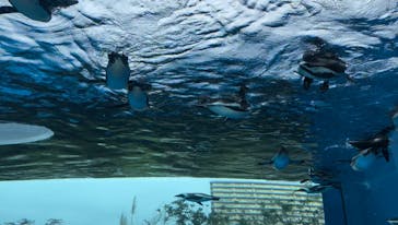 サンシャイン水族館に投稿された画像（2022/11/27）