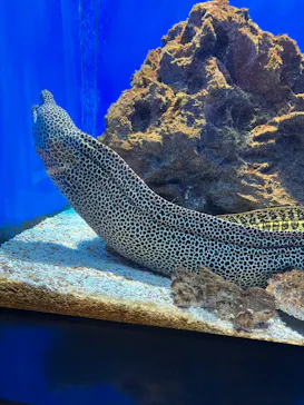 仙台うみの杜水族館に投稿された画像（2022/11/27）