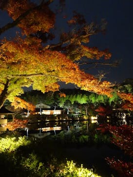 国営昭和記念公園 秋の夜散歩に投稿された画像（2022/11/27）