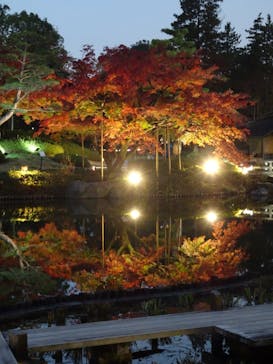 国営昭和記念公園 秋の夜散歩に投稿された画像（2022/11/27）