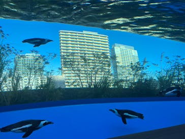 サンシャイン水族館に投稿された画像（2022/11/27）