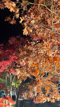 国営昭和記念公園 秋の夜散歩に投稿された画像（2022/11/27）