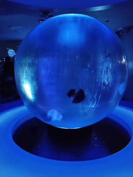 新江ノ島水族館に投稿された画像（2022/11/27）