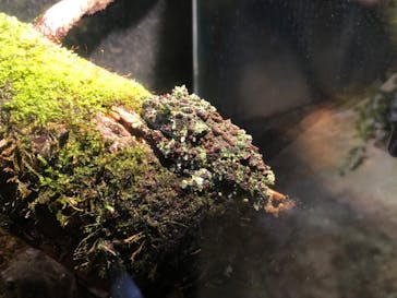 アクアマリンいなわしろカワセミ水族館に投稿された画像（2022/11/27）