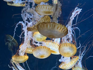 新江ノ島水族館に投稿された画像（2022/11/27）