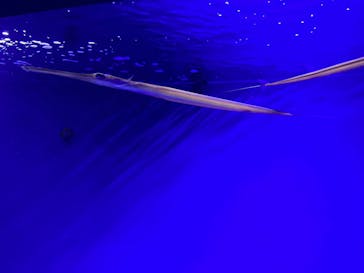 新江ノ島水族館に投稿された画像（2022/11/27）