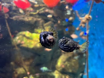 新江ノ島水族館に投稿された画像（2022/11/27）