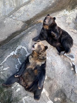 のぼりべつクマ牧場に投稿された画像（2022/11/27）