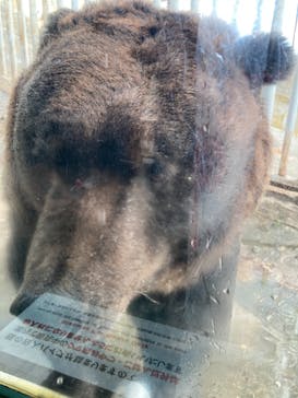 のぼりべつクマ牧場に投稿された画像（2022/11/27）