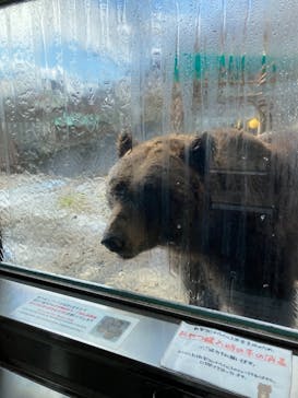 のぼりべつクマ牧場に投稿された画像（2022/11/27）