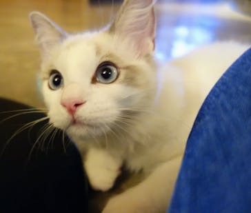 猫カフェモカ　新宿店に投稿された画像（2022/11/27）