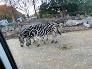 群馬サファリパークに投稿された画像（2022/11/27）