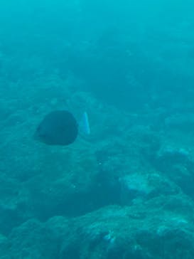 串本海中公園水族館に投稿された画像（2022/11/27）