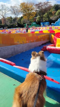 伊豆ぐらんぱる公園に投稿された画像（2022/11/27）