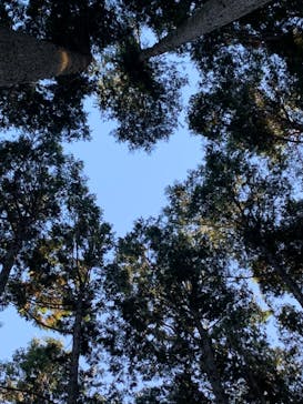 アドベンチャーパーク　オドルの森に投稿された画像（2022/11/27）