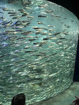 サンシャイン水族館に投稿された画像（2022/11/27）