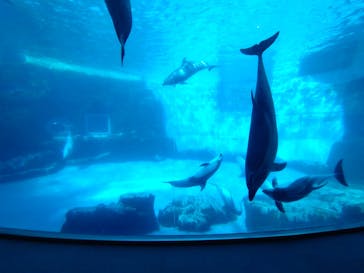 名古屋港水族館に投稿された画像（2022/11/27）