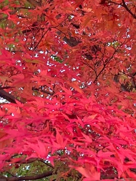 博物館 明治村に投稿された画像（2022/11/27）