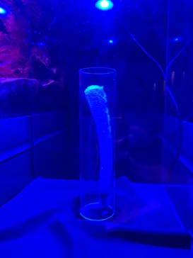 横浜・八景島シーパラダイスに投稿された画像（2022/11/27）