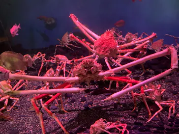 横浜・八景島シーパラダイスに投稿された画像（2022/11/27）