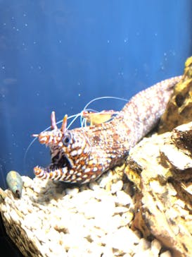 スマートアクアリウム静岡に投稿された画像（2022/11/27）