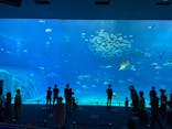 沖縄美ら海水族館に投稿された画像（2022/11/27）