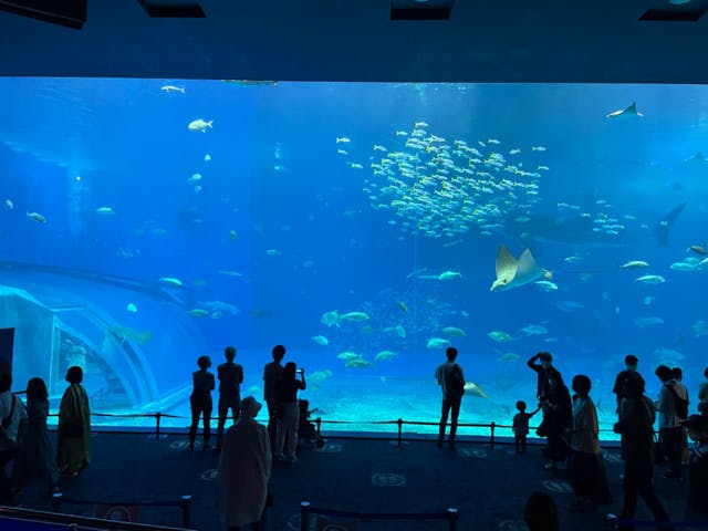 沖縄美ら海水族館の口コミ ｜初体験の家族を連れて3年ぶりに｜アソビュー！