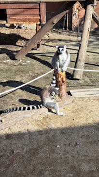 しろとり動物園に投稿された画像（2022/11/27）