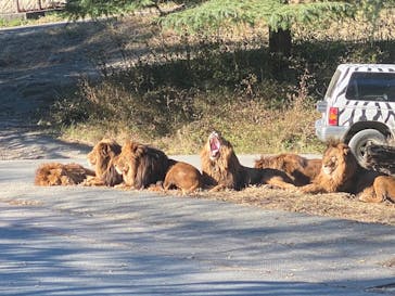 群馬サファリパークに投稿された画像（2022/11/27）