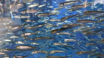 アクアワールド茨城県大洗水族館に投稿された画像（2022/11/27）