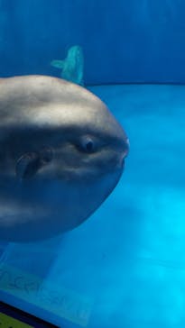 アクアワールド茨城県大洗水族館に投稿された画像（2022/11/27）