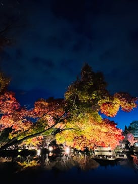 国営昭和記念公園 秋の夜散歩に投稿された画像（2022/11/27）