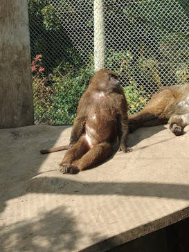 伊豆アニマルキングダムに投稿された画像（2022/11/27）