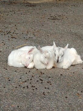 伊豆アニマルキングダムに投稿された画像（2022/11/27）