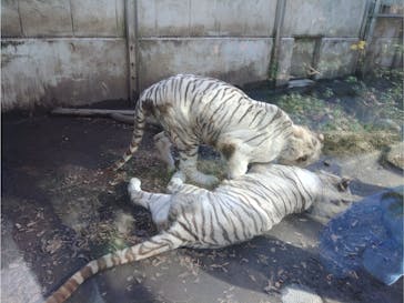 伊豆アニマルキングダムに投稿された画像（2022/11/27）