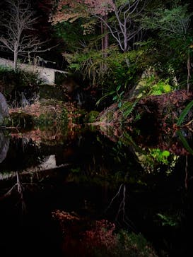 国営昭和記念公園 秋の夜散歩に投稿された画像（2022/11/27）