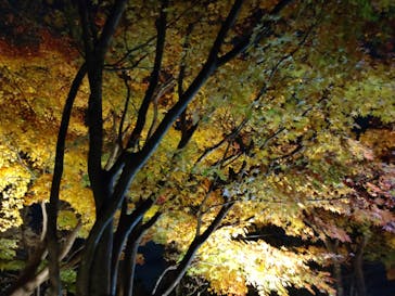 国営昭和記念公園 秋の夜散歩に投稿された画像（2022/11/27）