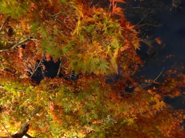 国営昭和記念公園 秋の夜散歩に投稿された画像（2022/11/27）