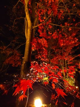 国営昭和記念公園 秋の夜散歩に投稿された画像（2022/11/27）