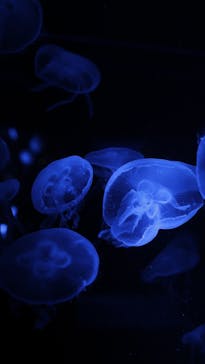 京都水族館に投稿された画像（2022/11/27）