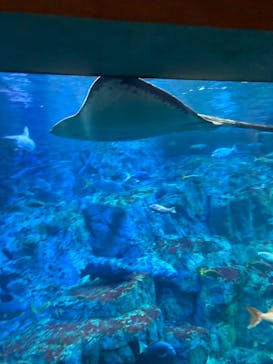 大分マリーンパレス水族館 「うみたまご」に投稿された画像（2022/11/27）