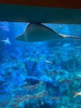 大分マリーンパレス水族館 「うみたまご」に投稿された画像（2022/11/27）