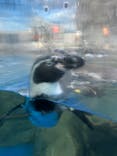 新江ノ島水族館に投稿された画像（2022/11/27）