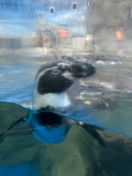 新江ノ島水族館に投稿された画像（2022/11/27）
